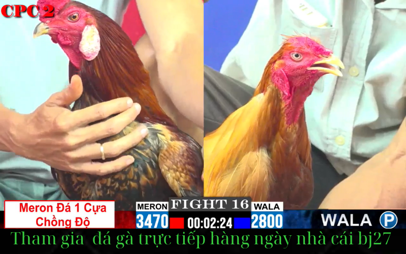 Đánh giá chất lượng dịch vụ của BJ27 trang web đá gà